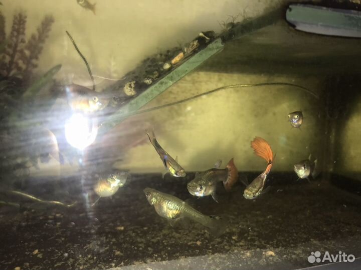 Аквариумные рыбки Гуппи