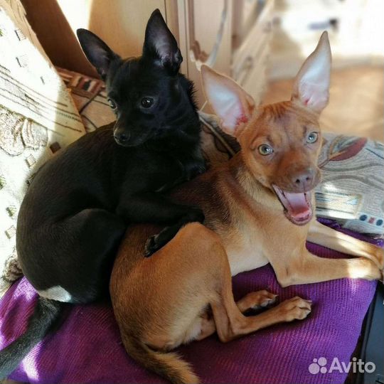 Той-терьеры