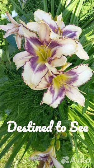 Лилейники сортовые