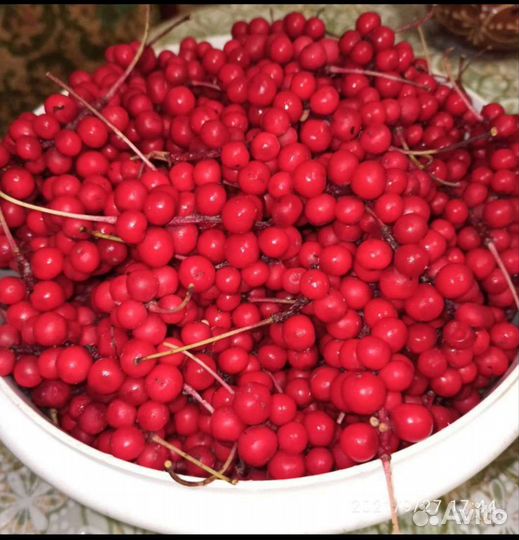 Лимонник китайский саженцы