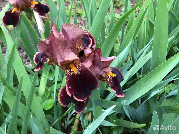 Ирис бородатый