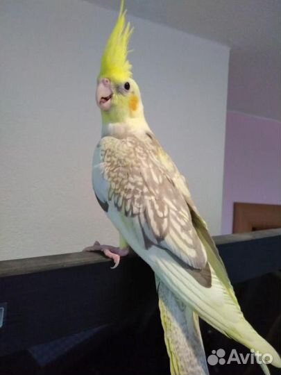 Попугай Кареллы птенчики