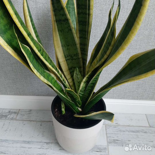 Сансевиерия сортовая