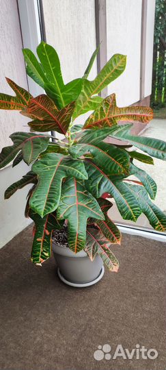 Кодиеум кротон