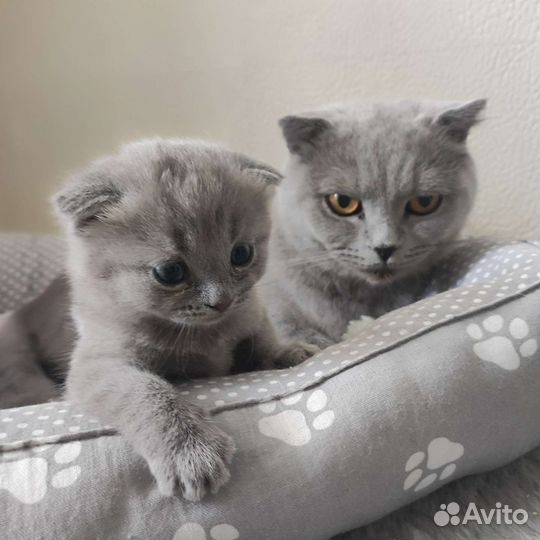 Шотландская плюшка