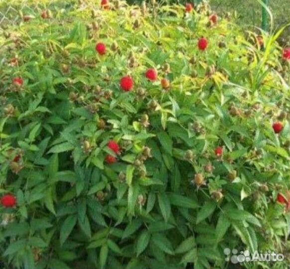 Тибетская малина