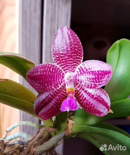 Орхидея фаленопсис.Азия