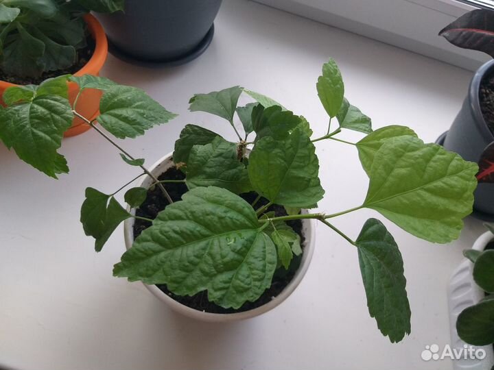 Комнатные цветы