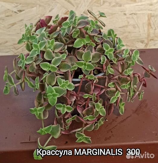 Суккуленты и не только