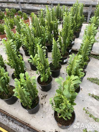 Цветы домашние