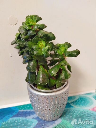 Суккуленты в керамических горшочках