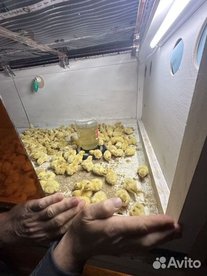 Инкубационное яйцо перепелов техас утяжеленный