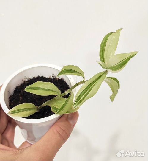 Традесканция разные виды