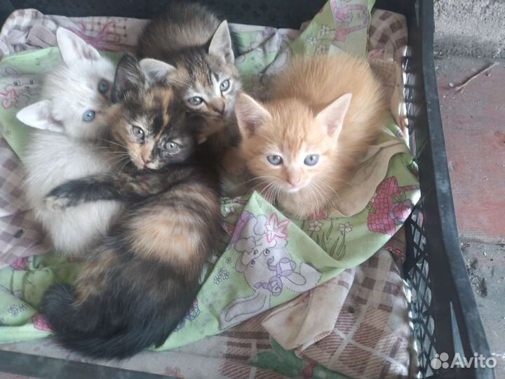 Кошка в дар бесплатно