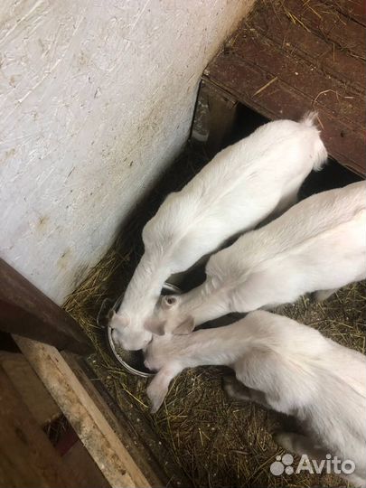 Сельхоз животные козы