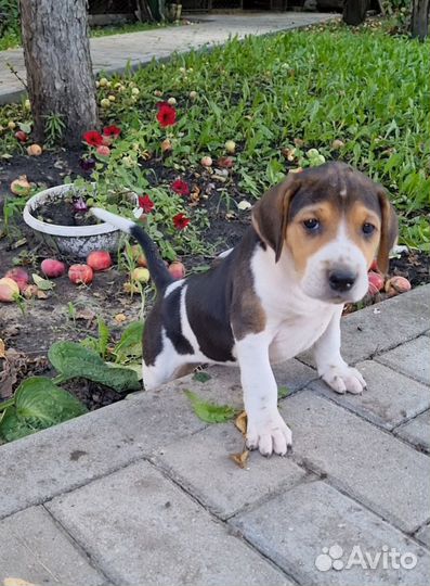 Щенки русской пегой гончей