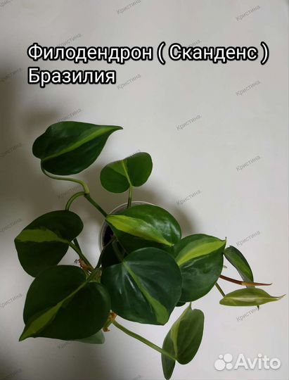 Комнатные растения