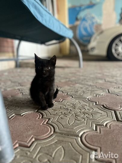 Котики бесплатно в добрые руки