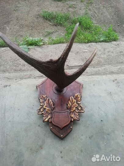 Продам рога лося