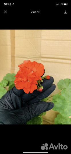 Герань (Пеларгония) разные цвета