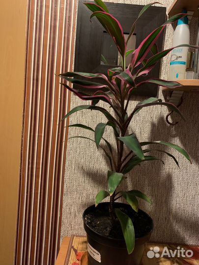 Кордилина Фруктоза высота 60 см