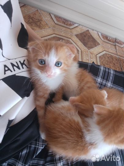 Отдаём котёнка мальчика в добрые руки