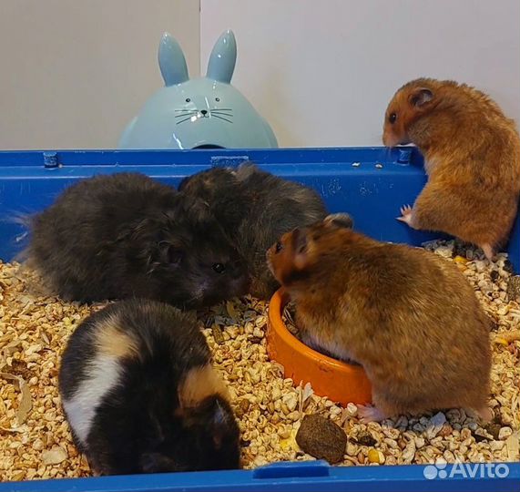 Сирийский и Ангорский хомячки