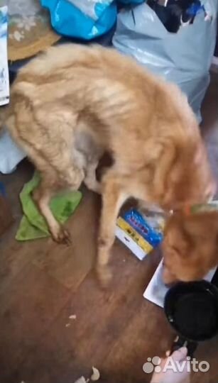 Необходима передержка для молодой собаки