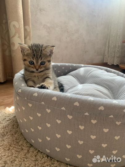 Британские голубоглазые котята