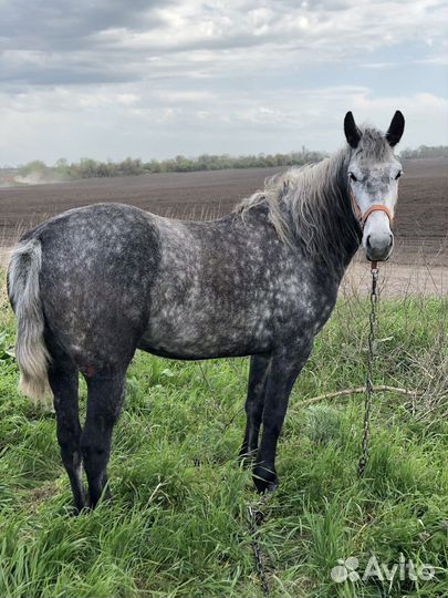 Орловская кобыла