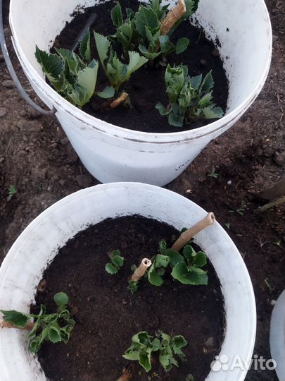 Георгины клубни