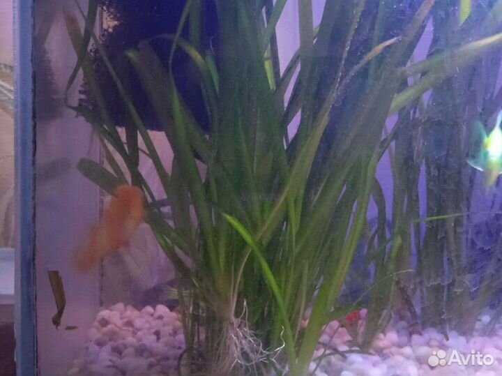 Водоросли для аквариума