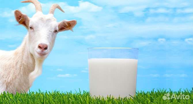 Козье молоко