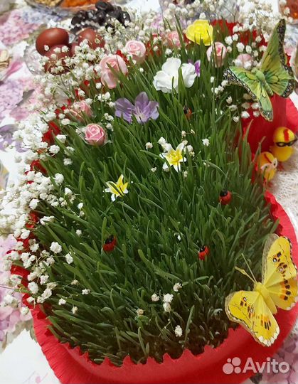 Семени,трава для животных