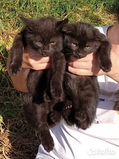 Красавчик мышелов