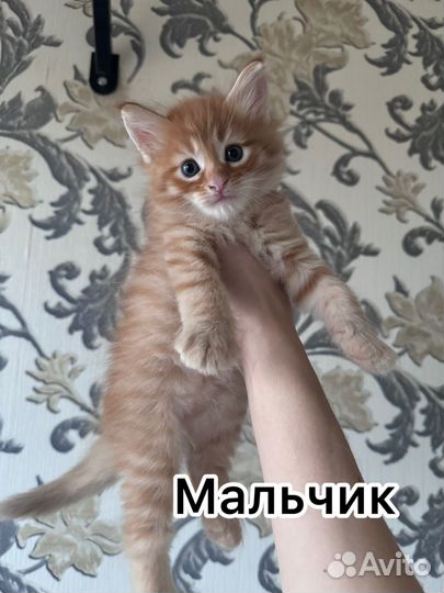 Котята мейн-кун