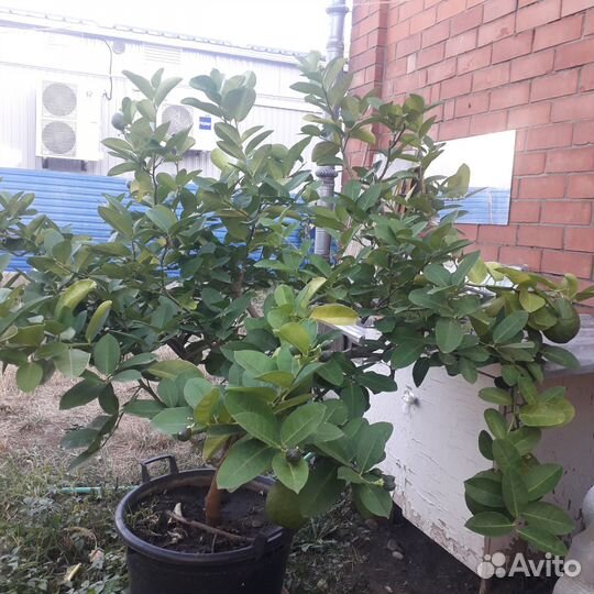 Лимоное дерево