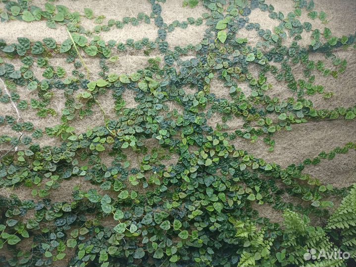 Растения для флорариумов, террариумов, флорариум