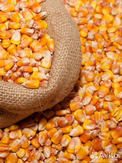 Кукуруза