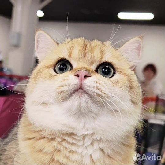 Британская кошка