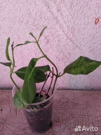 Клеродендрумы