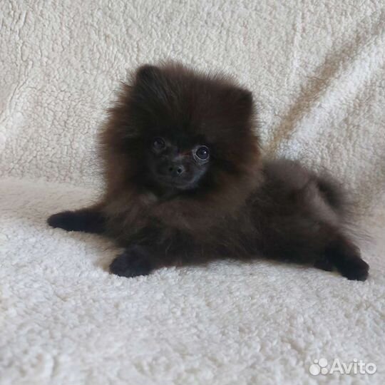 Померанский шпиц медвежьего типа