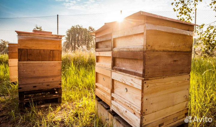 2024 Мед натуральный алтайский опт