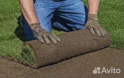 Укладка Рулонного газона