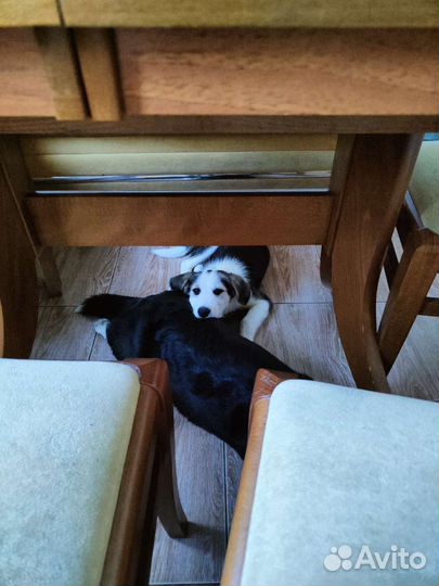 Щенок ищет дом