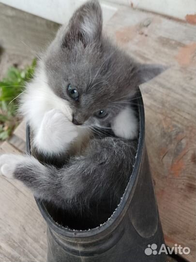 Две деревенские ласковые кошечки