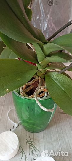 Орхидея фаленопсис