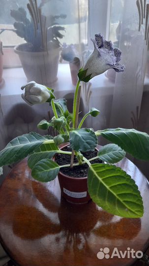 Глоксиния цветущая