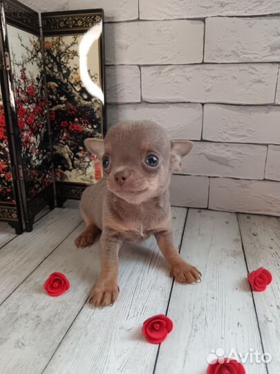 Щенки чихуахуа