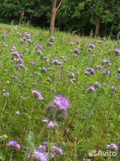 Семена фацелии / фацелия / медонос /1 кг и 3 кг